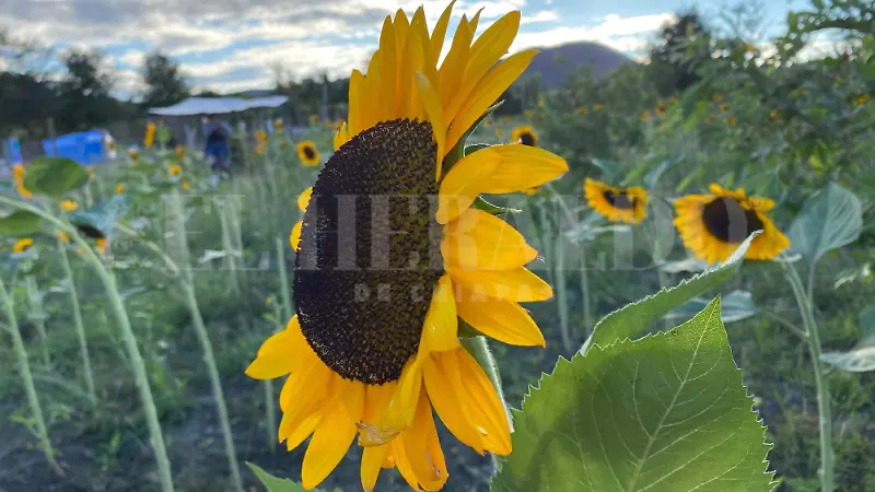 Girasoles amarillos